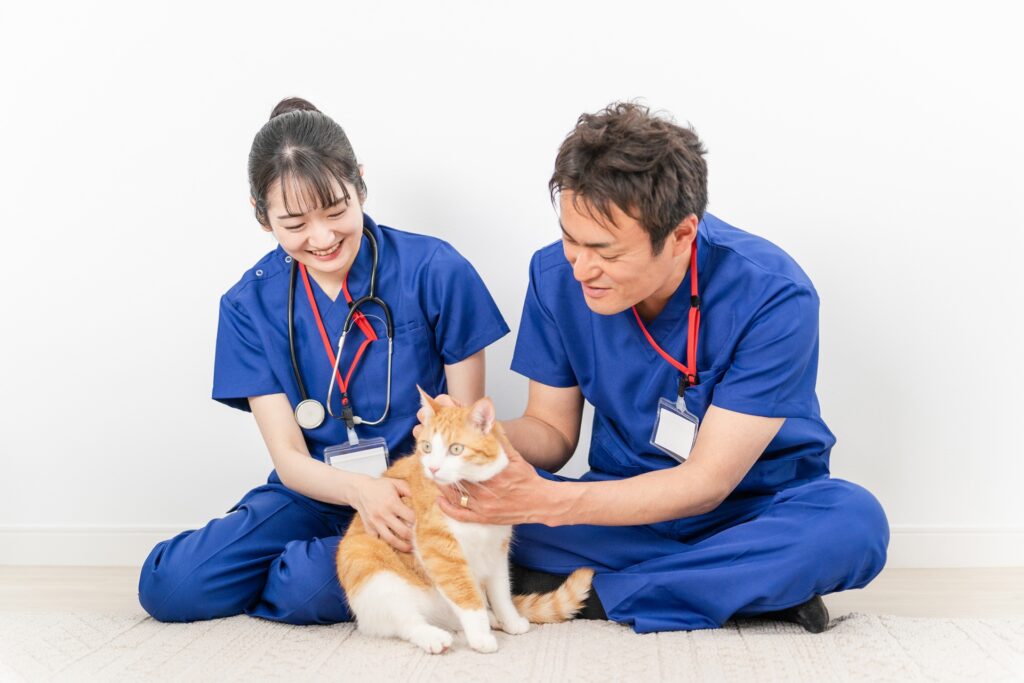 猫の皮膚を健康に保つための予防策