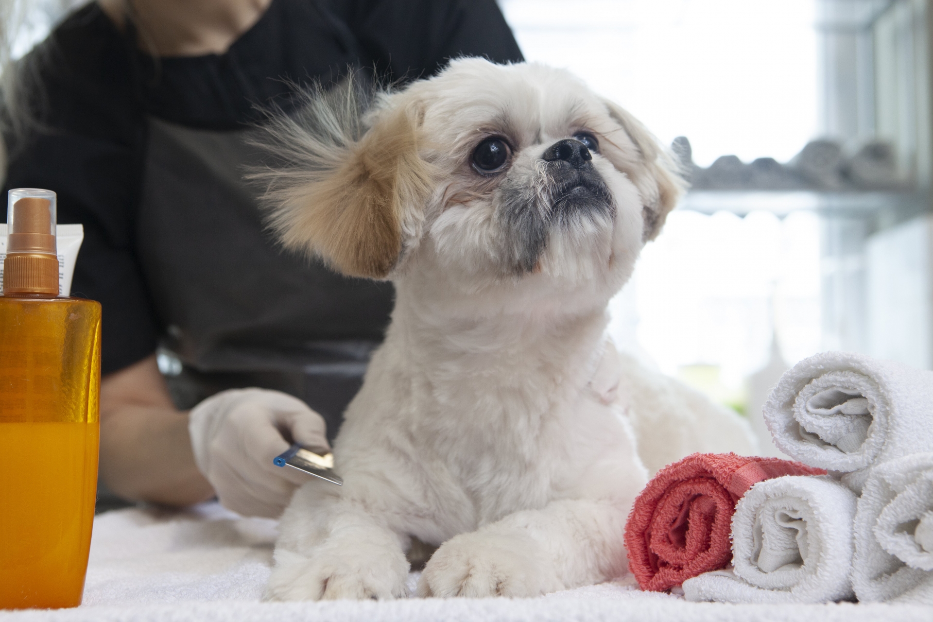 おとなしく座る犬