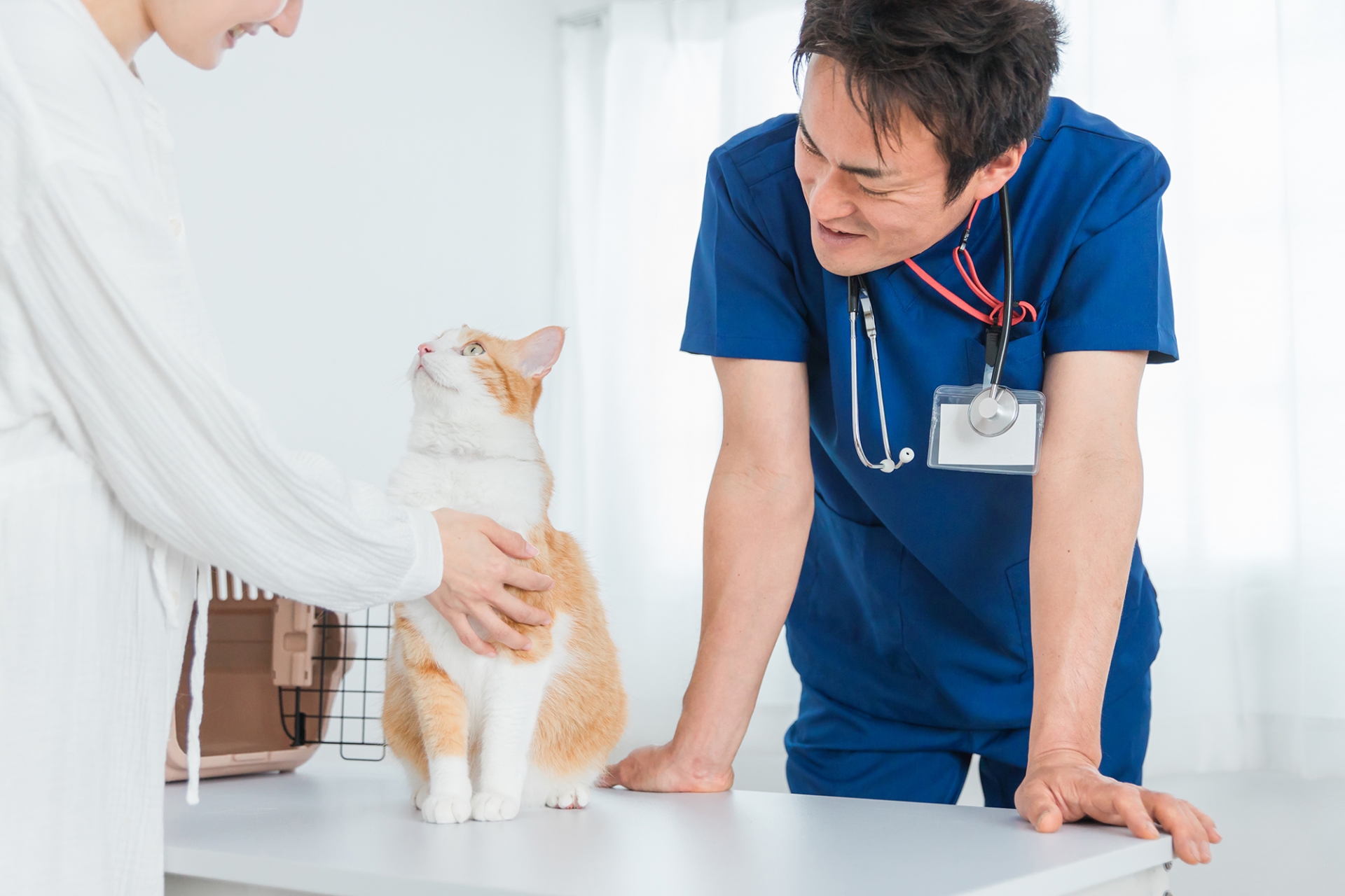 獣医師と猫