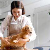 犬のトリミングで肉球の間の毛を処理すべき理由｜適切な処理方法や処理後の注意点も解説します