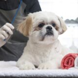犬の耳の毛にトリミングは必要なのか？メリット・デメリットを解説