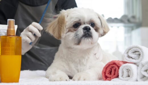 犬の耳の毛にトリミングは必要なのか？メリット・デメリットを解説