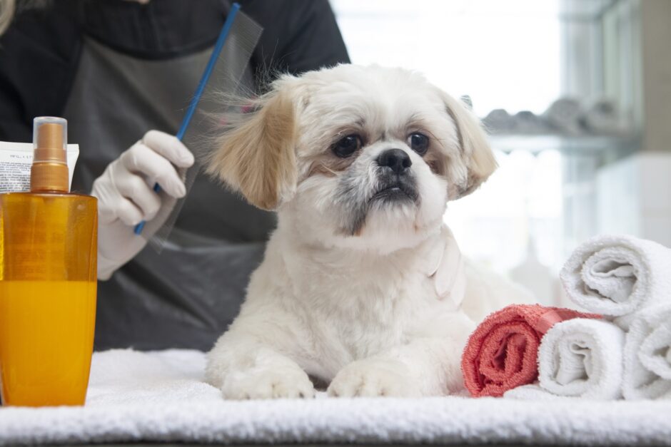 犬の耳の毛にトリミングは必要なのか？メリット・デメリットを解説
