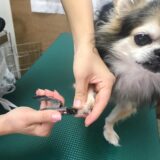 犬や猫の爪切りだけで動物病院の受診は可能？利用するメリットや料金を解説