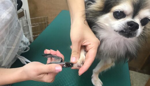 犬や猫の爪切りだけで動物病院の受診は可能？利用するメリットや料金を解説