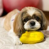 ヘルニアの犬の抱っこの仕方は？ヘルニアの原因や治療方法、家での介護方法を解説
