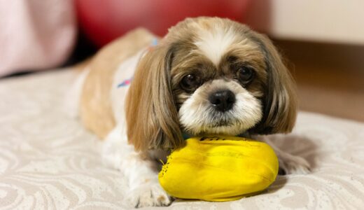 ヘルニアの犬の抱っこの仕方は？ヘルニアの原因や治療方法、家での介護方法を解説