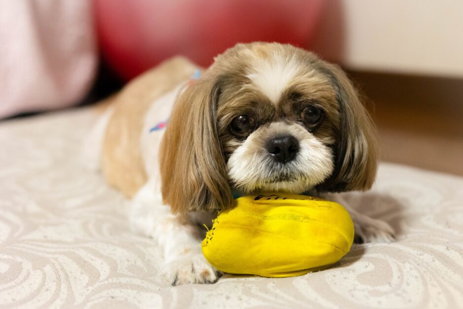 ヘルニアの犬の抱っこの仕方は？ヘルニアの原因や治療方法、家での介護方法を解説