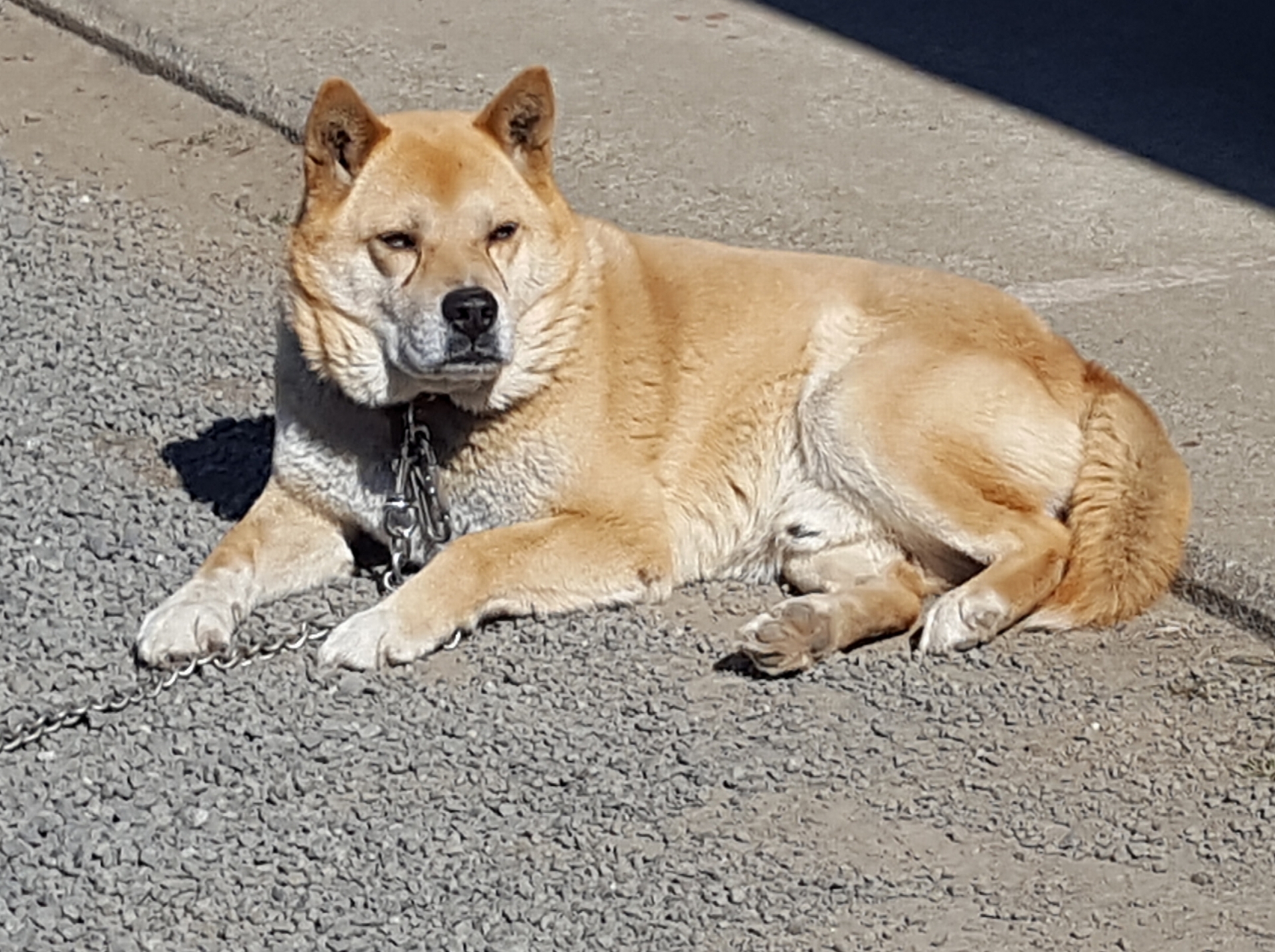 愛犬の老齢期に必要なケアと見守り方