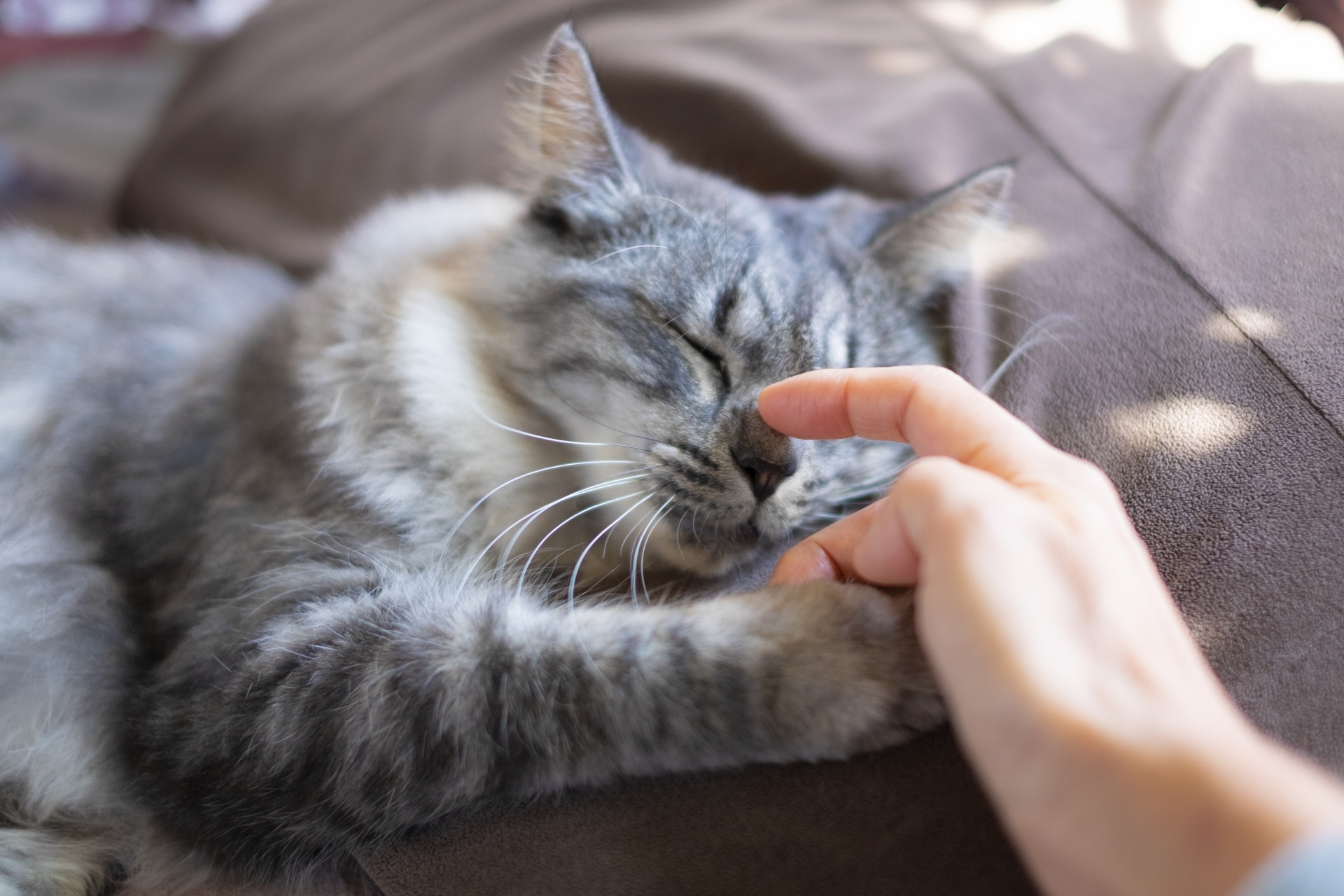 眠る猫