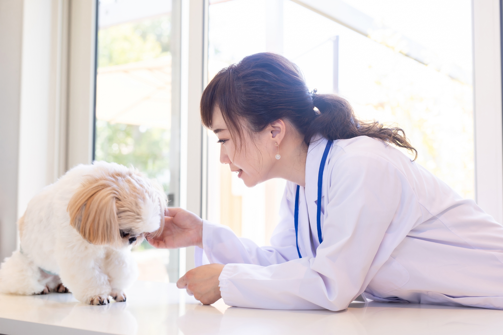 獣医さんと犬