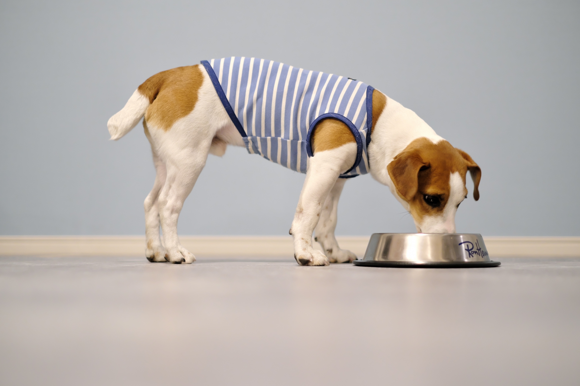 ご飯を食べる犬