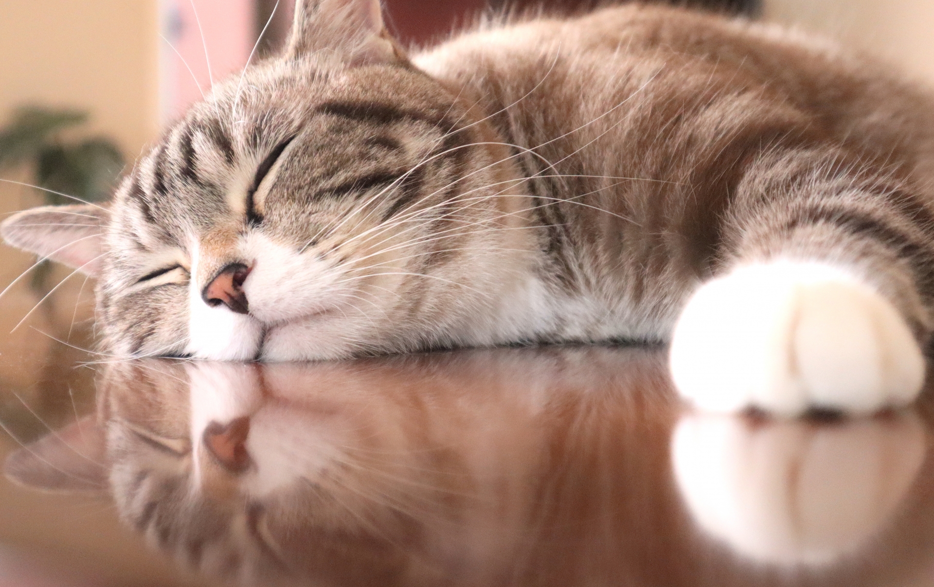 猫の寝顔
