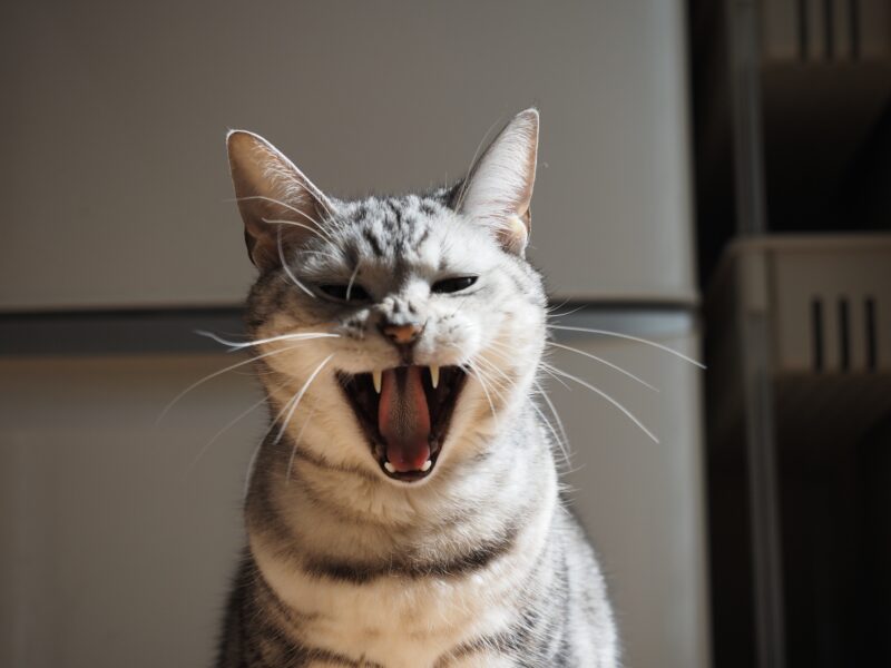 威嚇する猫