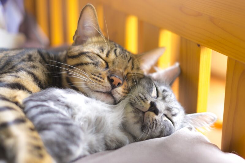 寄り添って寝る猫