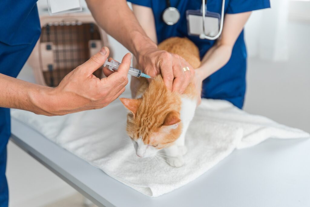 猫のワクチン接種をスムーズに行うためのポイント