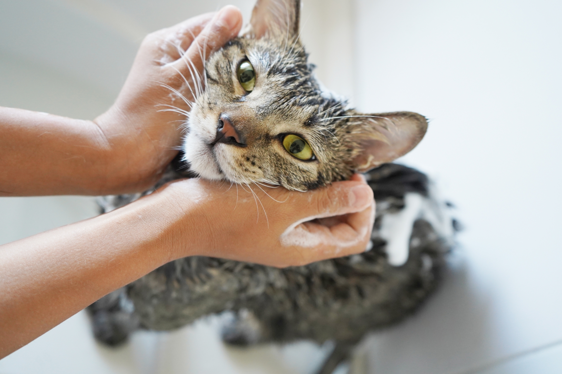 お風呂場でシャンプーされる猫