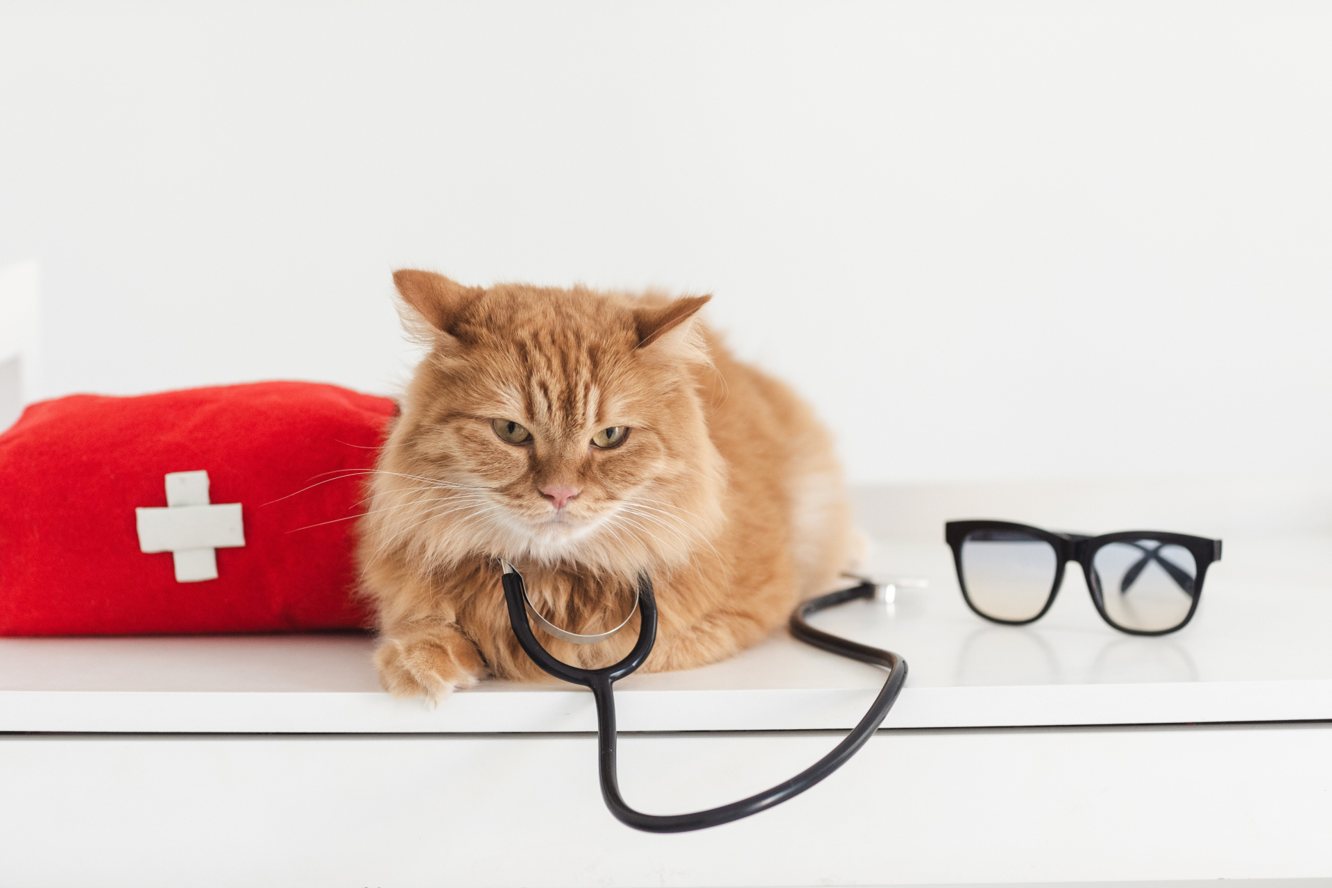 聴診器を身につける猫