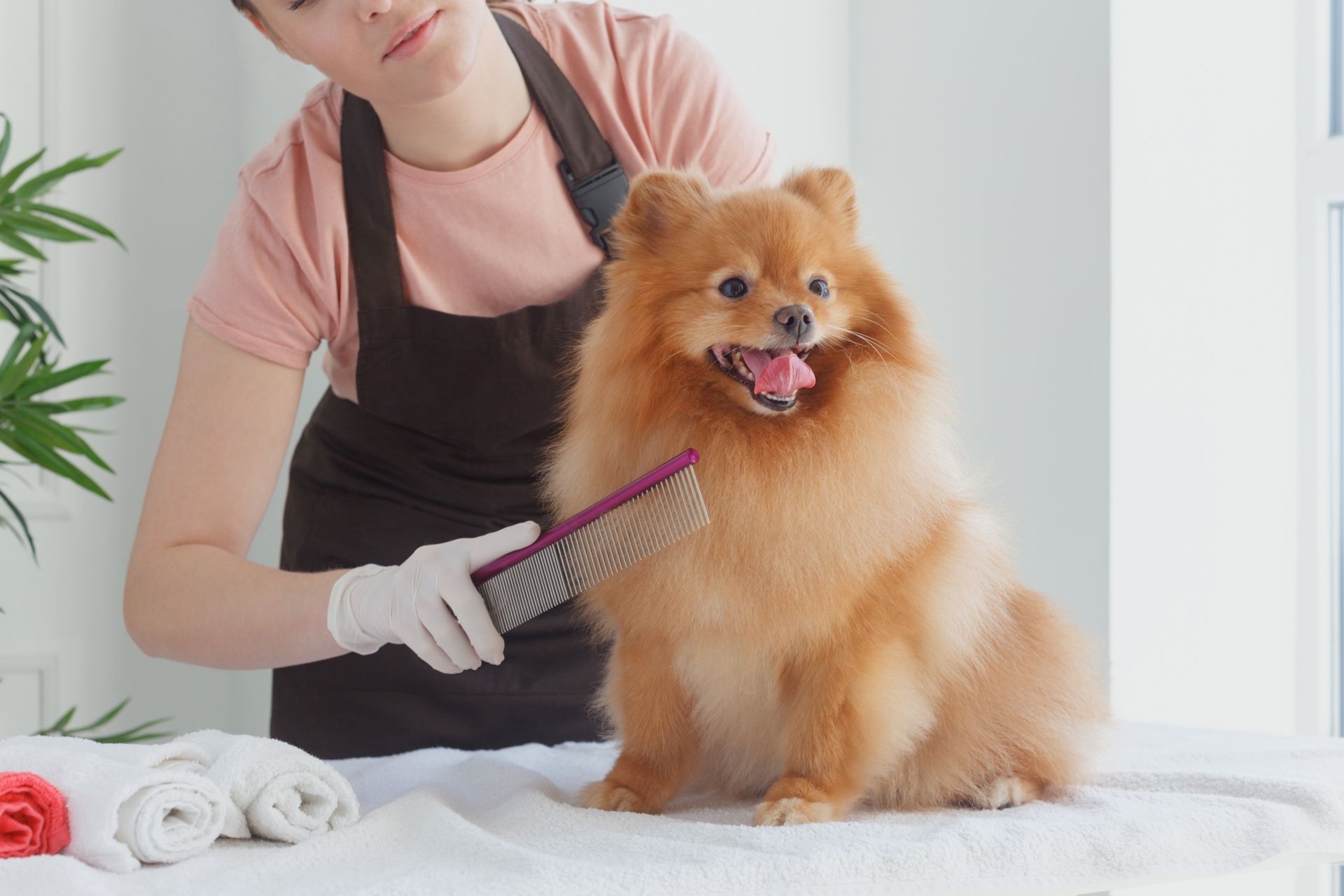犬のトリミングで肉球の間の毛を処理する理由