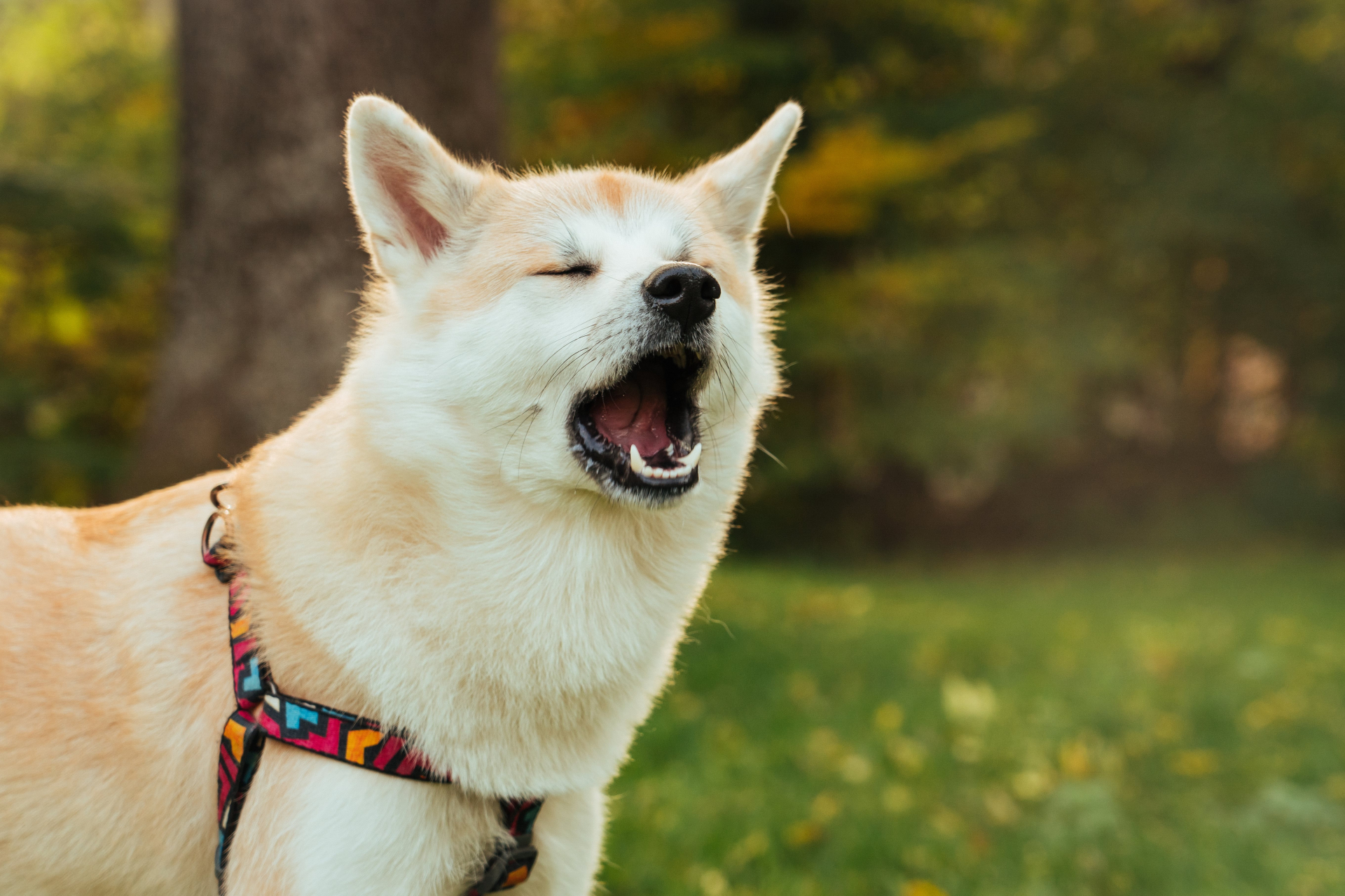 犬が留守番中に吠える原因