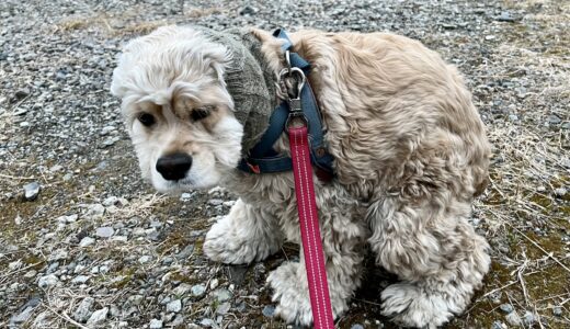 犬の下痢に血が混じる原因と考えられる病気、確認すべきことを解説！