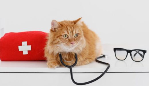点滴治療を必要とする猫の病気とは？治療の流れや点滴の選び方、治療の注意点を解説