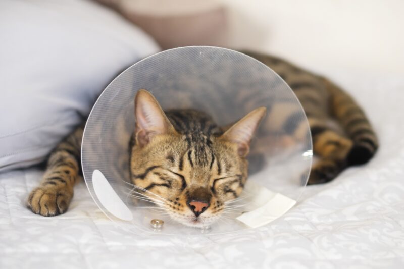 カラーをする猫
