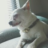 愛犬の高齢期や老衰期に必要なケアとは？健康管理と見守り方を解説します