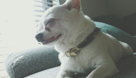 愛犬の高齢期や老衰期に必要なケアとは？健康管理と見守り方を解説します