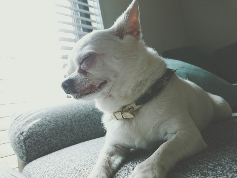 愛犬の高齢期や老衰期に必要なケアとは？健康管理と見守り方を解説します