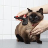 猫のトリミング料金はどのくらい？頻度や注意点、トリミング店の選び方も解説