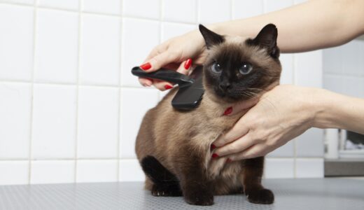 猫のトリミング料金はどのくらい？頻度や注意点、トリミング店の選び方も解説