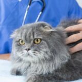 動物病院の待ち時間を快適に過ごす方法とは？飼い主さんができる事前準備や対策を解説