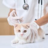 猫に必要なワクチンの種類とは？接種時期や接種の注意点を解説