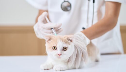 猫に必要なワクチンの種類とは？接種時期や接種の注意点を解説