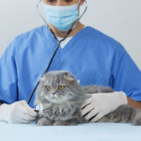 かさぶたができる猫の皮膚病とは？考えられる原因や病気、治療方法を解説