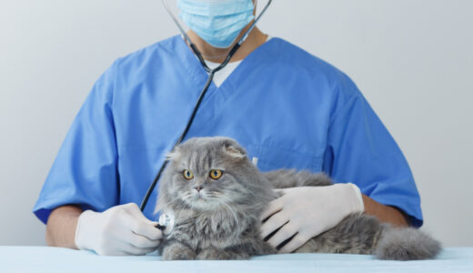 かさぶたができる猫の皮膚病とは？考えられる原因や病気、治療方法を解説