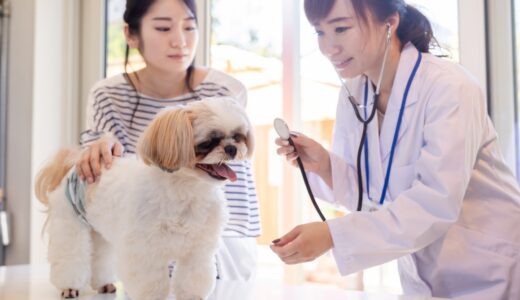 動物病院の診察料はどのくらい？動物病院ごとに診察料が違う理由や費用相場を解説