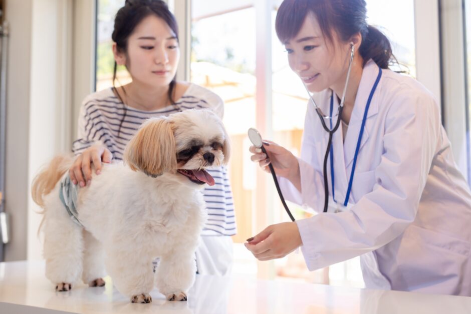 動物病院の診察料はどのくらい？動物病院ごとに診察料が違う理由や費用相場を解説