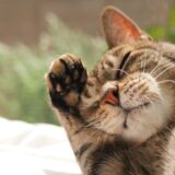 動物病院での猫のシャンプーについて｜費用相場や自宅で行う場合の注意点を解説