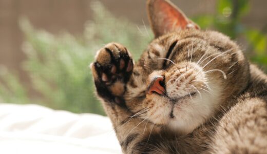 動物病院での猫のシャンプーについて｜費用相場や自宅で行う場合の注意点を解説