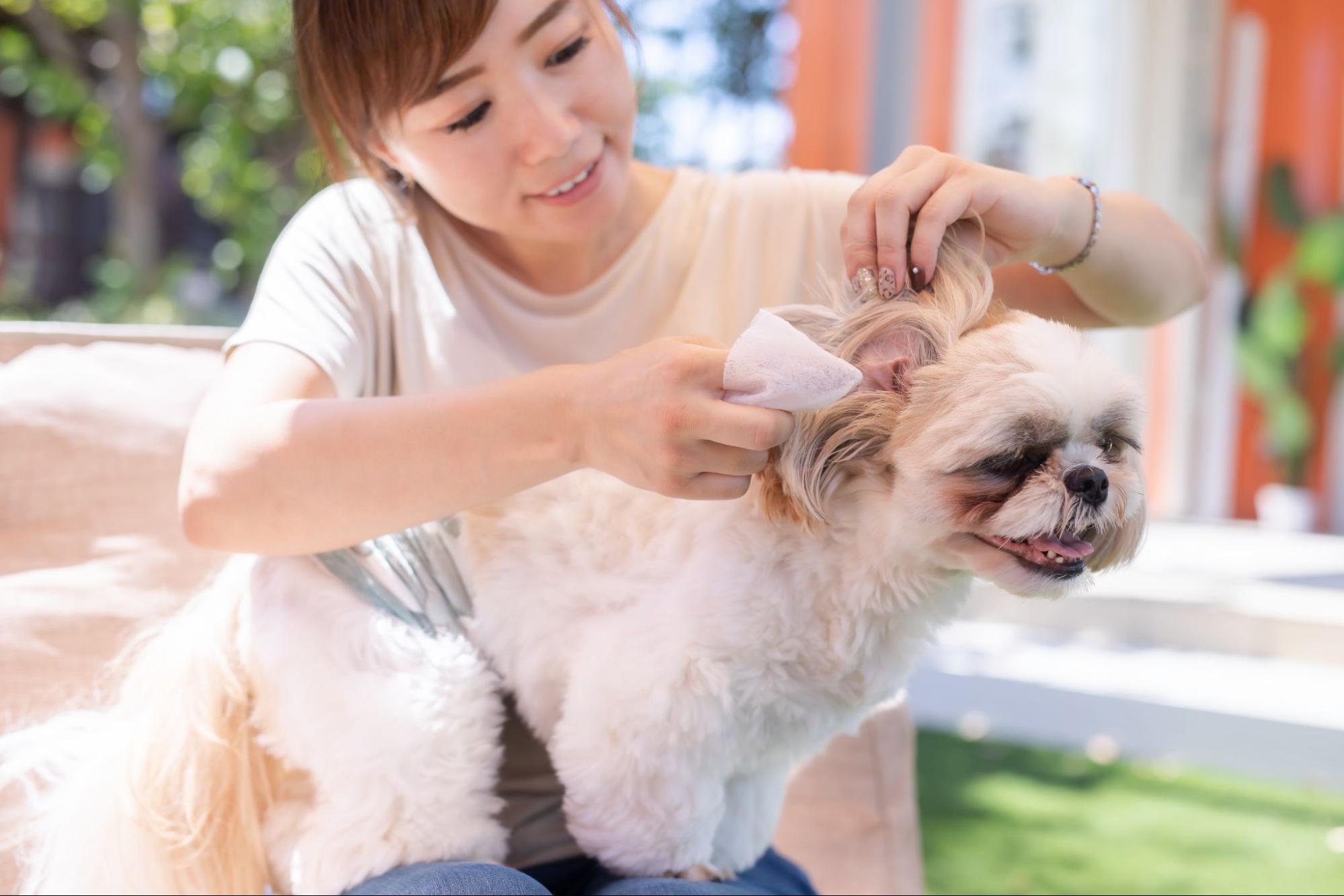犬の耳の毛を適切にケアする方法