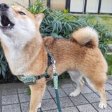 留守番中に犬が吠える問題の原因としつけ教室で効果的にトレーニングを受ける方法を解説
