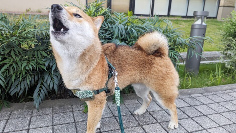 留守番中に犬が吠える問題の原因としつけ教室で効果的にトレーニングを受ける方法を解説