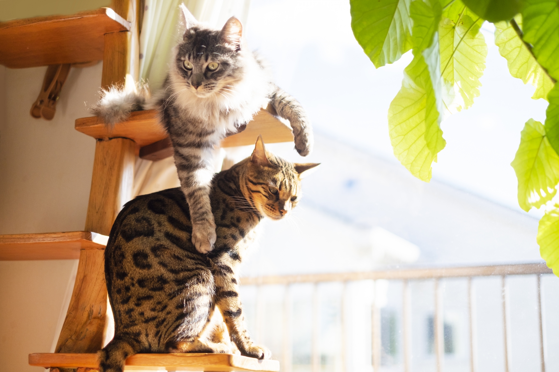 キャットタワー