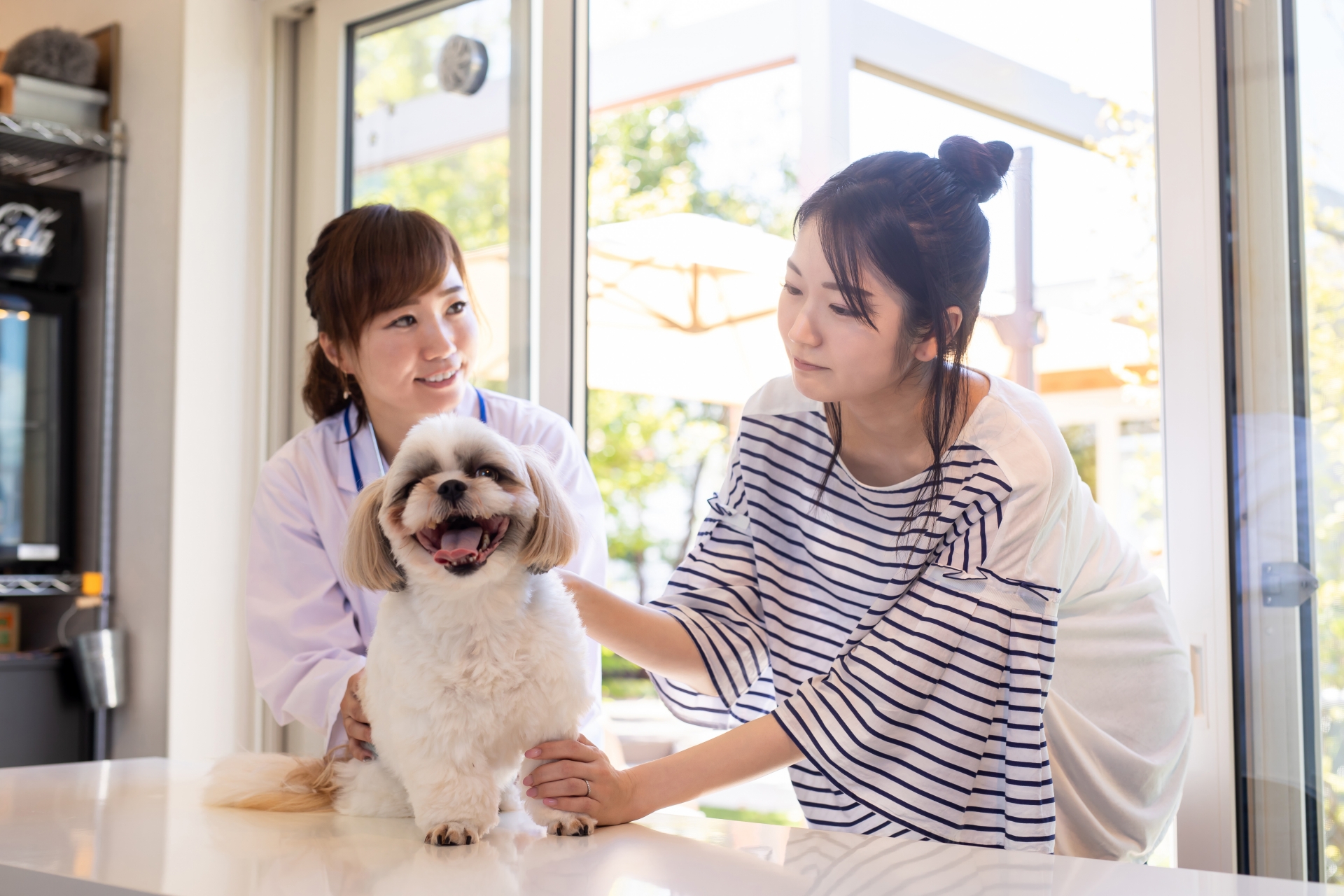 老齢期の愛犬に必要な健康管理