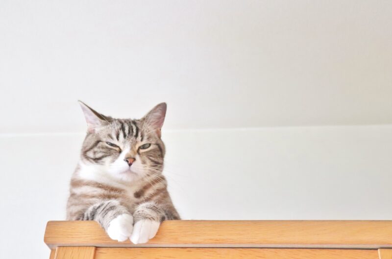眠そうな猫