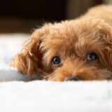 膵炎の犬におすすめの食事は？あげてはいけない食べ物や治療方法を解説