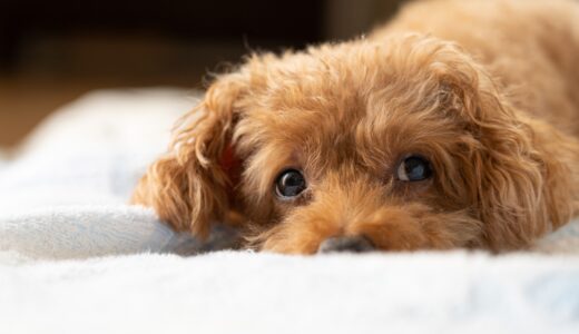 膵炎の犬におすすめの食事は？あげてはいけない食べ物や治療方法を解説