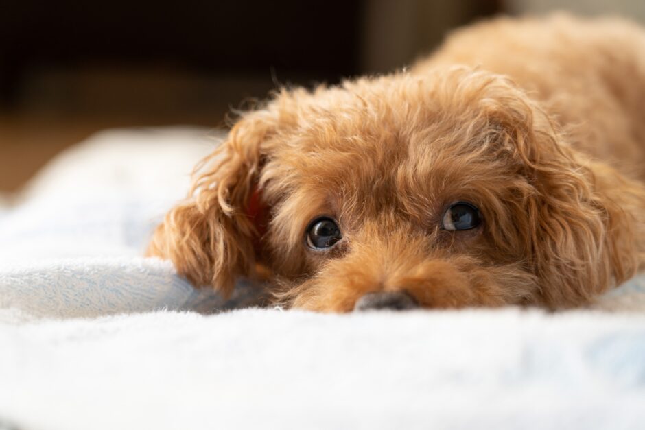 膵炎の犬におすすめの食事は？あげてはいけない食べ物や治療方法を解説